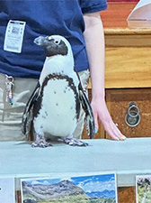 Lilo the penguin standing on a table