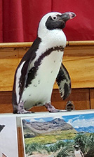 A penguin standing above a picture of a penguin